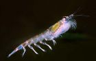 Krill extract allegedly helps reduce cholesterol, platelet adhesion and plaque formation in humans