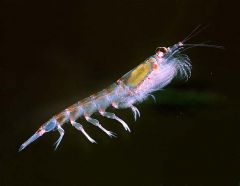 Krill extract allegedly helps reduce cholesterol, platelet adhesion and plaque formation in humans 