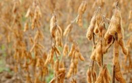 Plantations of soybean and corn desperately need rainfall <br />
<br />
