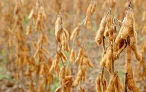Plantations of soybean and corn desperately need rainfall 

