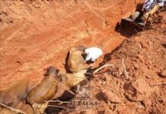 Cattle were buried in a hundred metres long, four metres deep trench