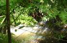 Greenhouses should produce 200,000 plants a year