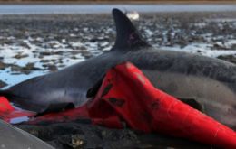 In two weeks of January almost the average annual stranding 