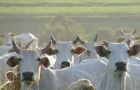 Middle East countries have become the main client for Brazil’s beef