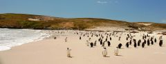 The Islands have the largest gentoo population in the world and second in Rockhopper penguins (Photo: S. Jaffray)