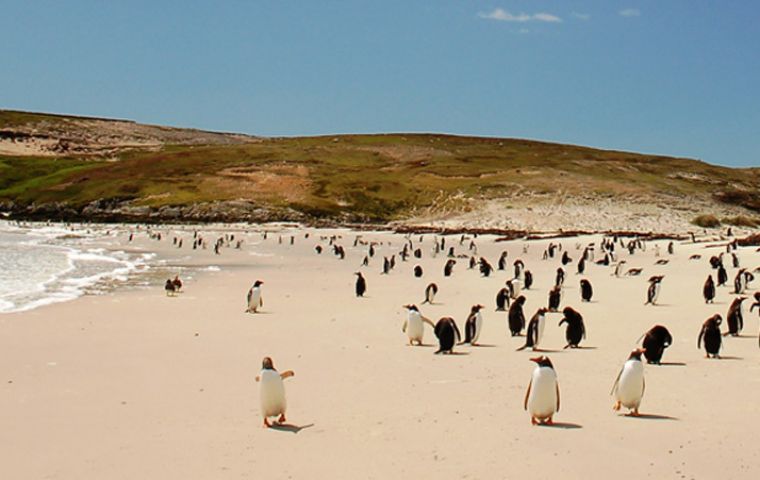 The Islands have the largest gentoo population in the world and second in Rockhopper penguins (Photo: S. Jaffray) 