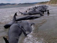 Members of environmentalist groups take samples from dead dolphins