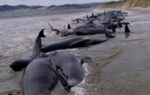 Members of environmentalist groups take samples from dead dolphins 