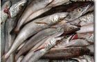 Croaker and hake among the main species exported