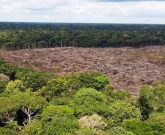 The gross reduction in forest land over this 15 year period is still a staggering 218 million hectares
