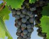 Originally from France the Malbec grape that found its natural environment in Argentina 