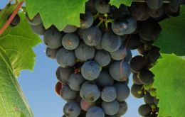 Originally from France the Malbec grape that found its natural environment in Argentina 
