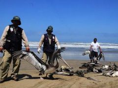 Hundreds of dead pelicans and dolphins have appeared along the northern coast of Peru (Pic by Efe)
