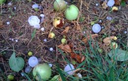 An area of 6.500 hectares of orchards were damaged by hail  
