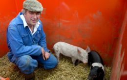 Guy: “New pigs to re-freshen the gene pool” (Credit: biggleswadetoday.co.uk) 