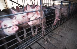 Global pork production will exceed demand by 577.000 tons, the most since 1983 says USDA