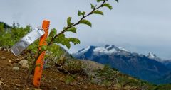 The first tree of the Reforestemos Patagonia campaign is planted. (Photo courtesy of Reforestemos Patagonia)