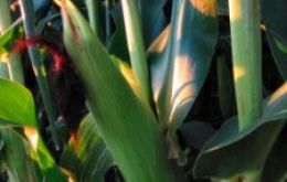USDA anticipates a record maize crop in the US 