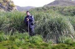 Henrik I. Eira from the Norwegian Nature Inspectorate in tussac grass in an area un-grazed by reindeer