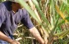 Many Guarani people had been driven off their land to plant sugar cane