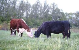 Cattle world-wide are exposed to the disease 