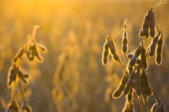 US soybean production this year is estimated at 83 million tons because of the severe drought