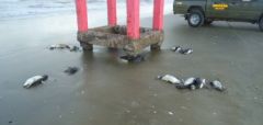 Dead penguins close to Porto Alegre  