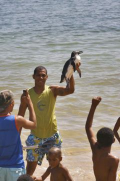 A young fellow holds up a penguin even at the Porto da Lenha beach in Salvador