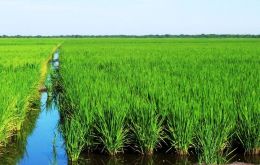 The area planted with rice was 181.400 hectares 