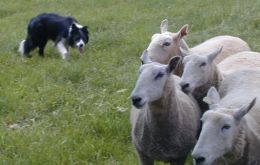 As the dog approaches the sheep began to clump towards the centre of the group 
