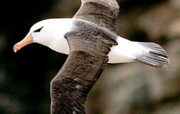 The Black-browed albatross has been classified as endangered since 2003 in the IUCN Red List.
