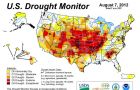US corn production estimated to be down by 17% because of the drought
