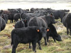 The National Beef Herd made up of Angus to improve the local cattle  