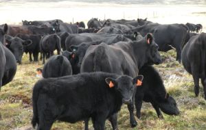 The National Beef Herd made up of Angus to improve the local cattle  