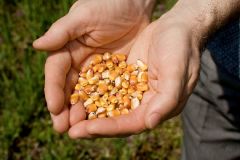 Very low corn yields as the country sweltered through the hottest July on record.