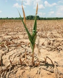 The US farm belt has been ravaged by the most stifling drought since the 1950s 