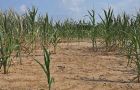 Bad weather in the US has punished grain and oilseeds crops