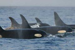 The killer whales at Sea Lion Island are featured in the BBC Natural History Unit&rsquo;s series &lsquo;Life&rsquo;.