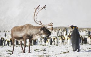 A reindeer and penguins sharing ground 
