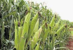 GM maize or non GM maize, that is still the question