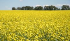 Canola estimates are down 2 million tons in the Canadian prairies 