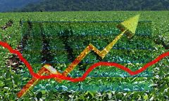 As worldwide the increase in grains and oilseed prices is seeping into the economy
