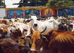 Despite a national cattle and buffalo herd estimate at 323.74 million, Indians per capita meat consumption is 2 kilos 