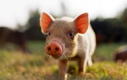 Pork, the most popular meat in 2011 accounting for 37% of both production and consumption