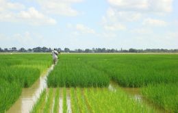 2012 world rice production may surpass last season's record, supported by favourable growing conditions.