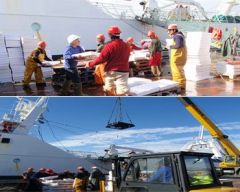World famous Falklands’ squid being unloaded in Stanley