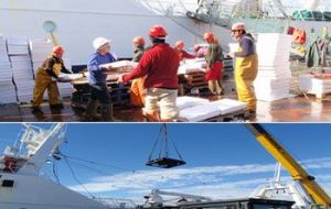 World famous Falklands’ squid being unloaded in Stanley  