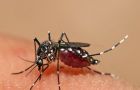 The Aedes Aegypti mosquito transmits the virus disease mainly in the rainy season
