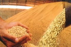 The country could harvest 82.6 million tons of oil-seed this coming season 