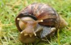 Achatina fulica was probably introduced from Brazil, suspect Paraguayan officials